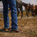 Cowboy wearing PRCA Collection DDB0466 western boot